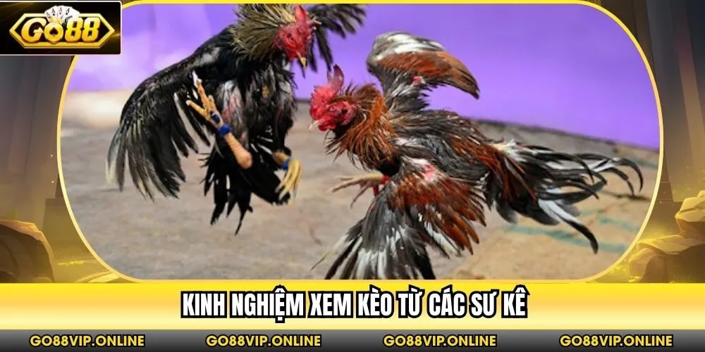 Kinh nghiệm xem kèo từ các sư kê